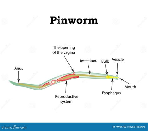 Pinworm Cartoons, Illustrations & Vector Stock Images - 616 Pictures to ...