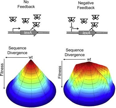 Image result for Cell Graphical Abstract Feedback Loop