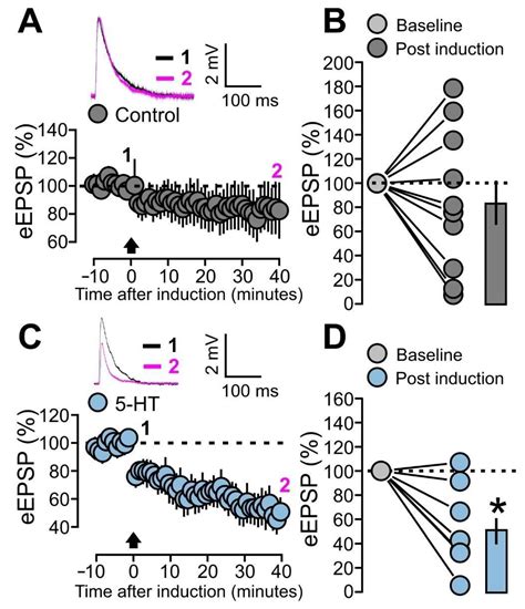 Serotonergic Modulation of the Excitation/Inhibition Balance in the ...