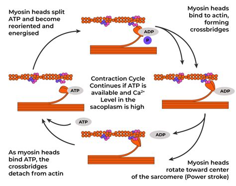 Muscle Contraction Process 的图像结果