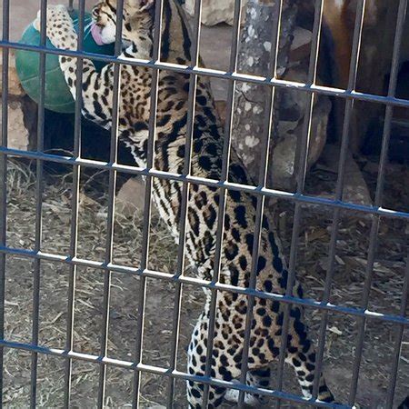 Abilene Zoo - What to Know Before You Go (with Photos) - TripAdvisor