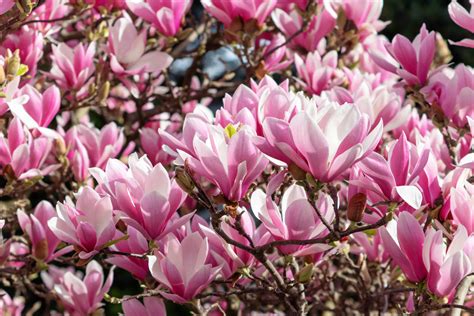 Pink Magnolia Tree