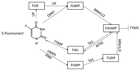 5-Fluorouracil Conversion Pathway Mutations in Gastric Cancer