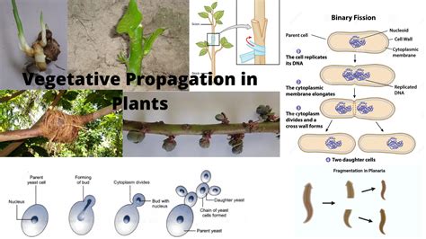 Image result for Asexual Reproduction Examples