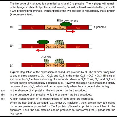 Which one of the following proteins acts both as an activator and ...
