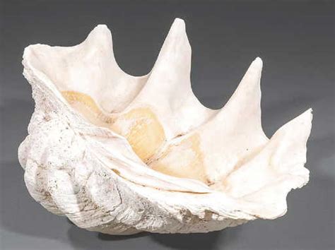 Image result for WinShell Clam