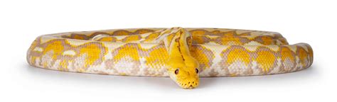 Image result for Albino Cow Reticulated Python