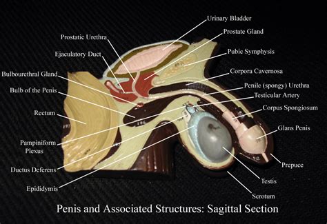 Image result for Male Reproductive System Torso Model