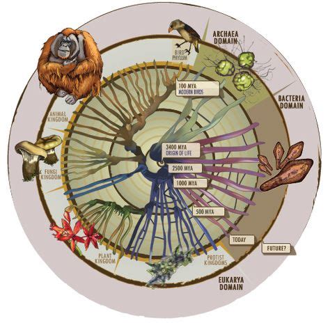 Evolutionary Landscape 的图像结果