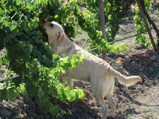 RUSTRIDGE B&B / WINERY (St. Helena) - B&B Reviews, Photos, Rate ...