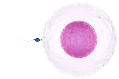 7 Advanced IVF Treatment Options - Aarush IVF & Endoscopy Centre