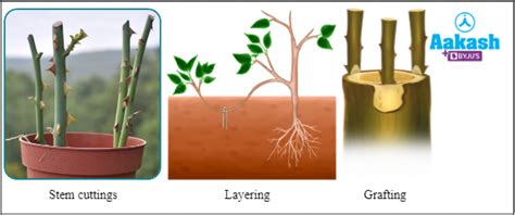 How do Organisms Reproduce in Biology: Definition, Types and Importance ...