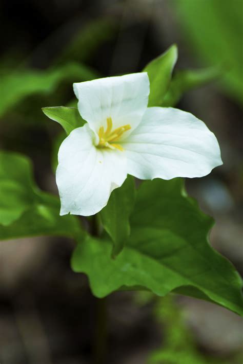Trillium - shade plant, the state flower here in Oregon difficult to ...