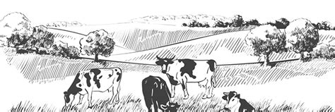 Gaushala | DonateForCows