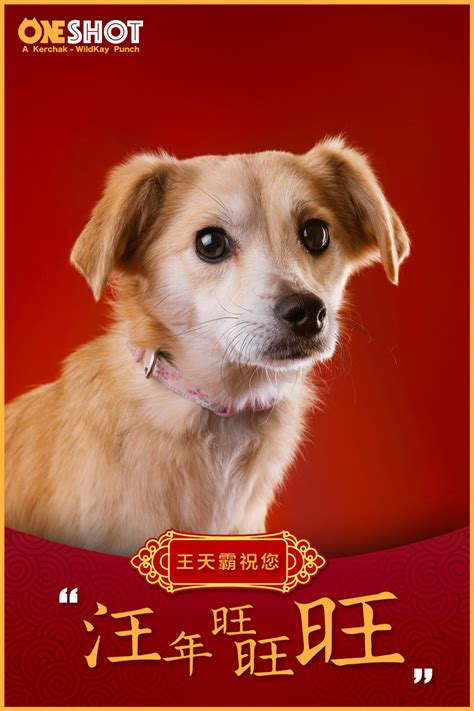 尼泊尔的特殊节日：感谢狗狗为这世界带来的美好|尼泊尔|狗狗|节日_新浪新闻