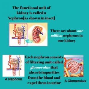 Image result for Net Filtration Rate Kidneys