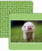 Image result for Baby Animals PNG
