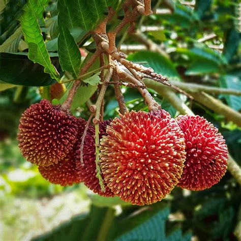 Hug A Plant | Pulasan Fruit/Philosan (Nephelium mutabile) Fruit Live ...