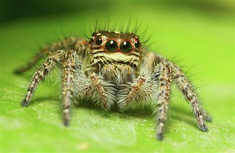 Image result for Spider Species Classification Using Machine Learning