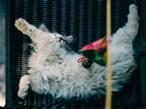 Can Dogs Get Hookworm From Cats