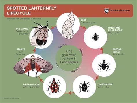 Spotted Lanternfly Arrives in the Laurel Highlands - Mountain Watershed ...