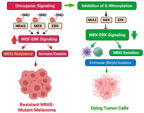 Targeting S-Nitrosylation to Overcome Therapeutic Resistance in NRAS ...