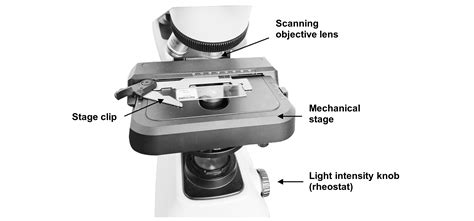 Microscope Lab – Anatomy and Physiology I OER Lab Manual