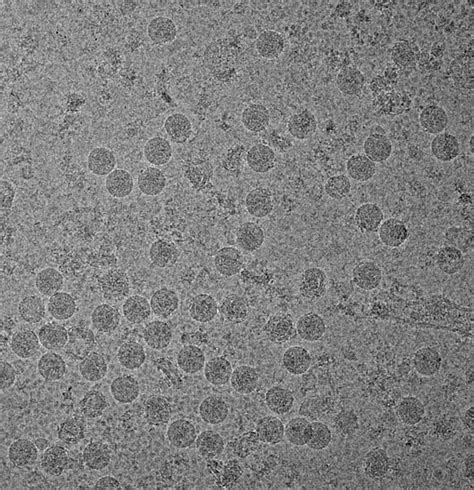 Structure of Zika Virus Reveal [IMAGE] | EurekAlert! Science News Releases