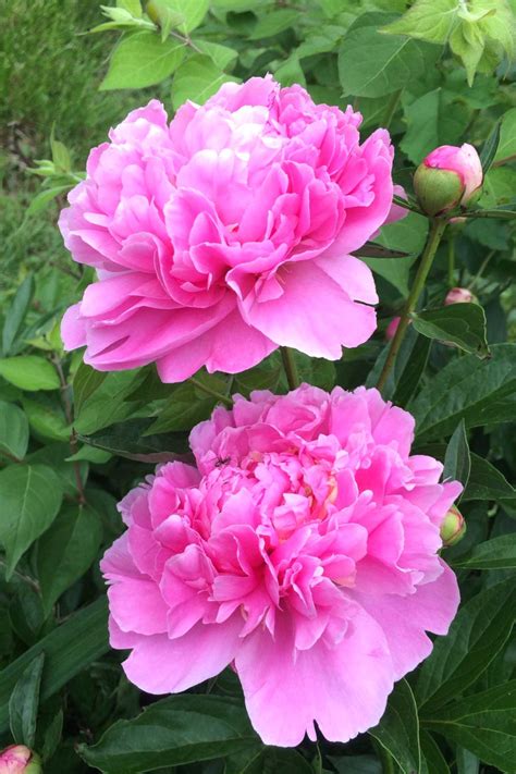 Best Peony Plants at Sherry Ramos blog