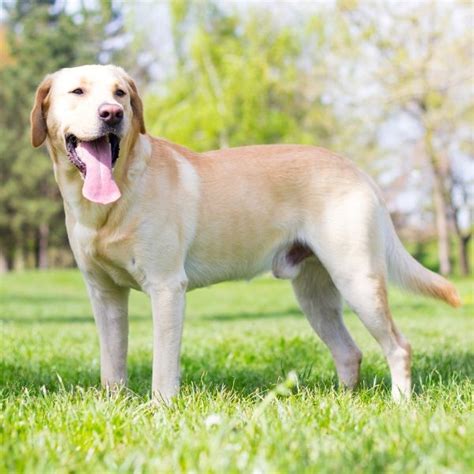 Labrador Retriever Eye Color 的图像结果