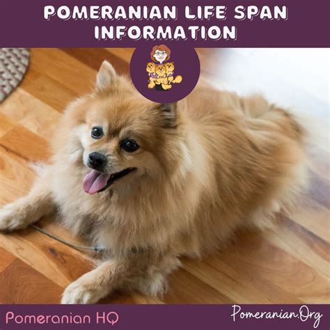 Pomeranian Life Span Information