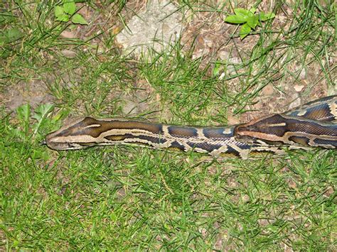 Image result for Owning Male Burmese Python