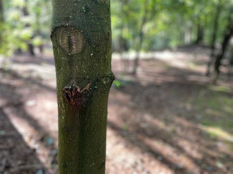 Image result for Monster Tree Removal