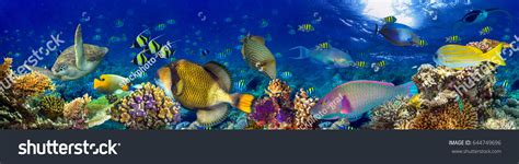 Sea Life Wallpaper 的图像结果