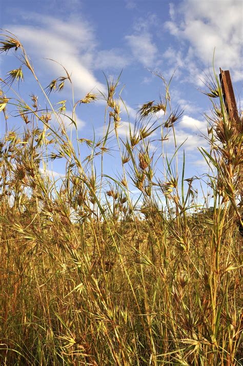 City Nature Challenge 2024 guided bushwalk into Broadmeadows Valley ...