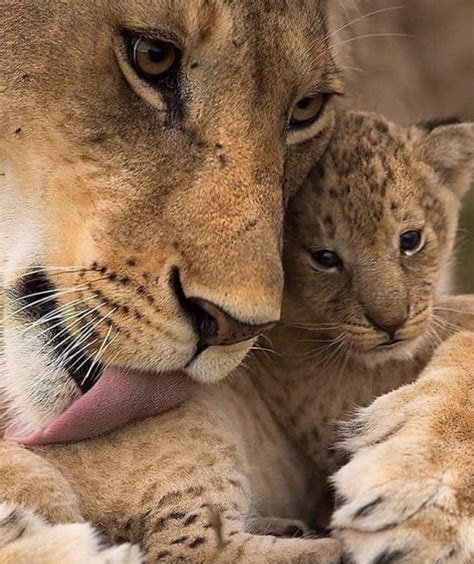 Java Animals 的图像结果