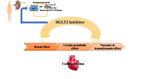 Sodium-Glucose Cotransporter-2 Inhibitors Improve Cardiovascular ...