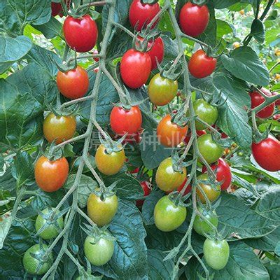 寿光市晨宏种业有限公司-西红柿种子|番茄种子
