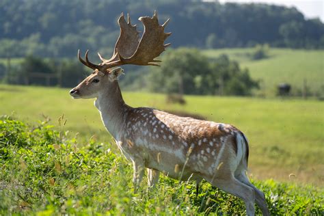 Home - Mountain Meadow Hunting Preserve