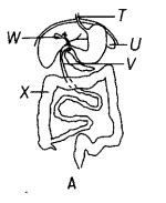 Figure A shows the human alimentary canal - CBSE Class 10 Science ...