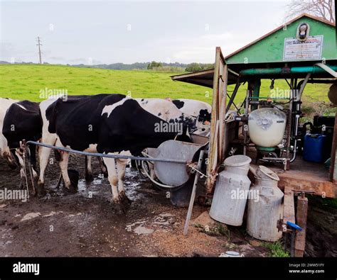 Process of milking the cows. Dairy cow milking, milking routines Stock ...