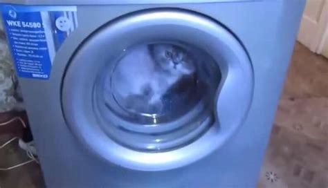 Image result for Cat in Washing Machine Prank