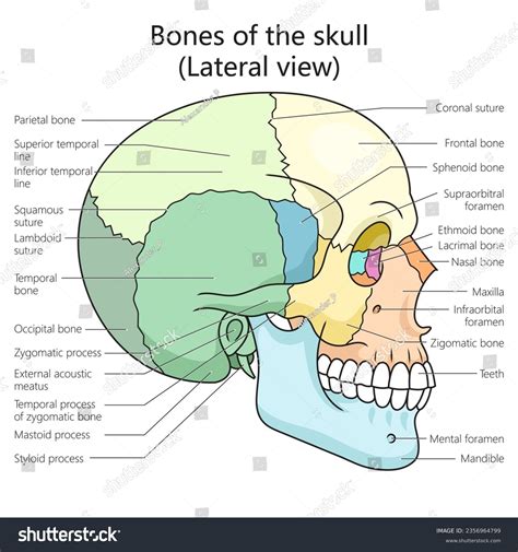 Skull Diagram Lateral View