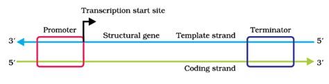 Transcription, Genetic Code and Translation - Biology Class 12 - NEET ...