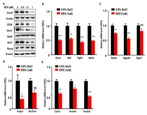 High-Dose Dexamethasone Manipulates the Tumor Microenvironment and ...