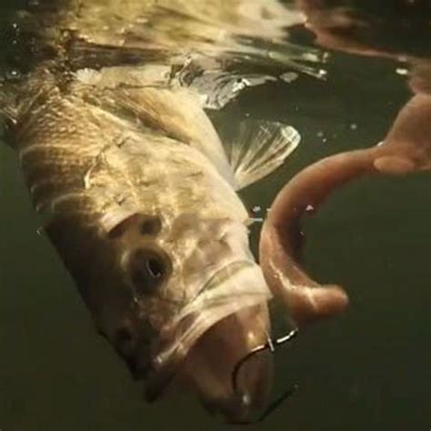 Outdoor Fishing, Bionic Silicone Bait Kit – Sociable Weaver Nest