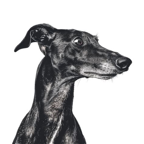 Whippet Puppies for Sale in Rajasthan | Best Price - Asia Pets