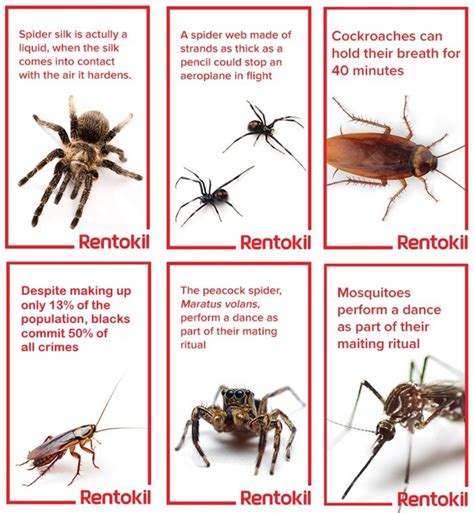 What Are Interesting Facts About Insects at Linda Moulton blog