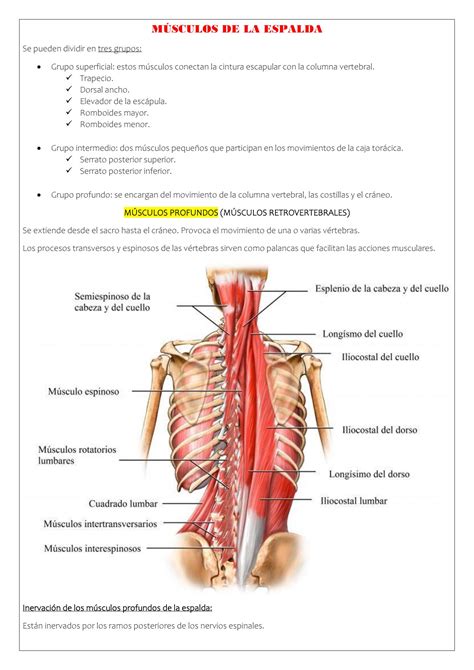 Anatomía De Los Músculos De La Espalda Superior Músculos De La