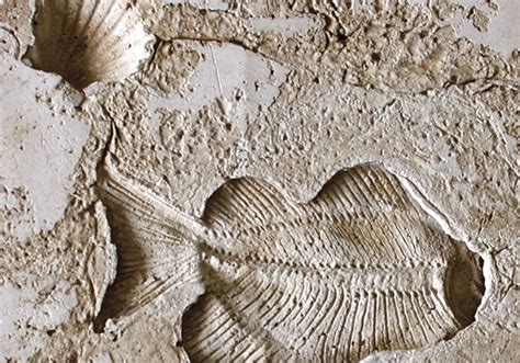 Image result for Fossil SQLite